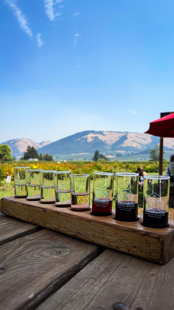 Les vins, vignobles, accords mets vins et domaines : une harmonie gourmande à explorer